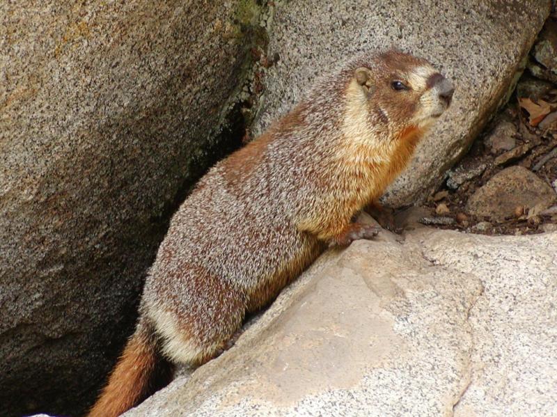 Yellow-bellied Marmot | Marmota flaviventris | Mammal